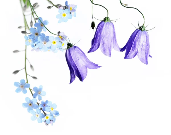 Opkomende voorjaar bloem — Stockfoto