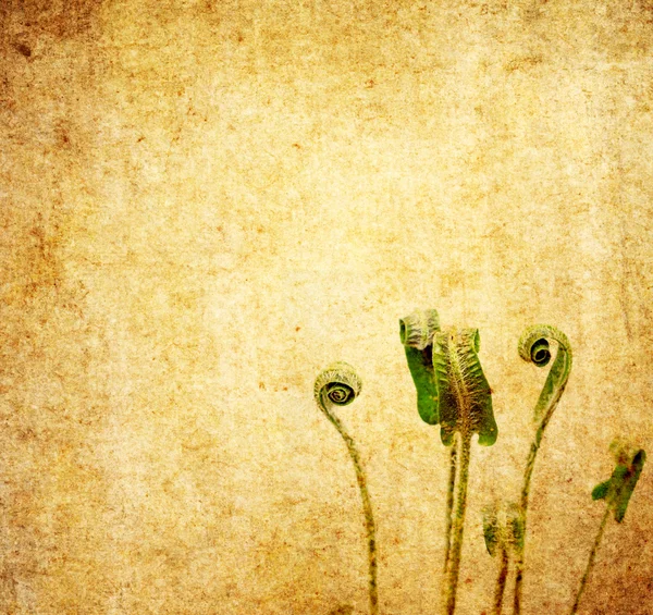 Imagem de fundo floral com textura interessante — Fotografia de Stock