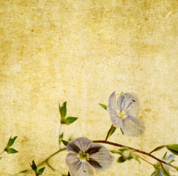 花の背景、デザイン要素 — ストック写真