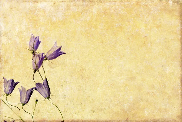 Blommig bakgrunds- och element — Stockfoto