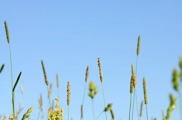 Yeşil çim karşı açık mavi gökyüzü — Stok fotoğraf