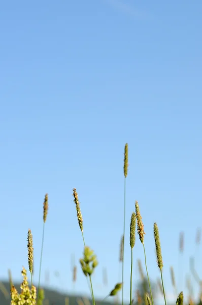 Зеленая трава против ясного голубого неба — стоковое фото