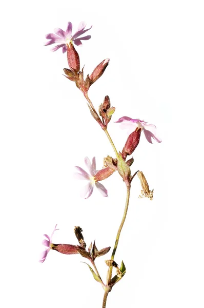 Emerging spring flower — Stock Photo, Image