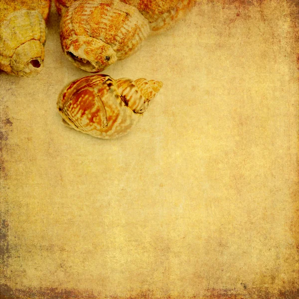 Lovely background image with sea shells. useful design element. — Stock Photo, Image