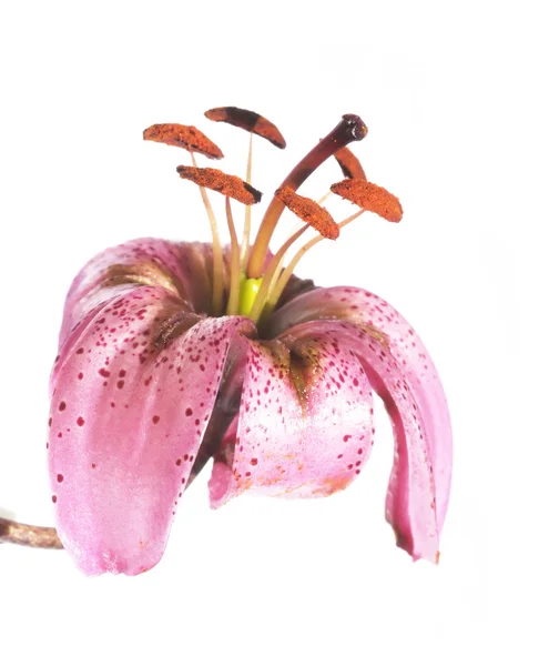Fleur printanière émergente — Photo