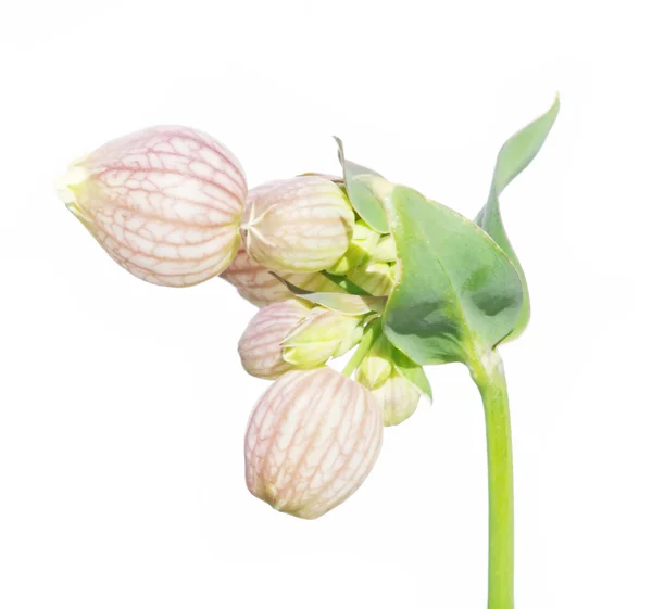 Emerging spring flower — Stock Photo, Image