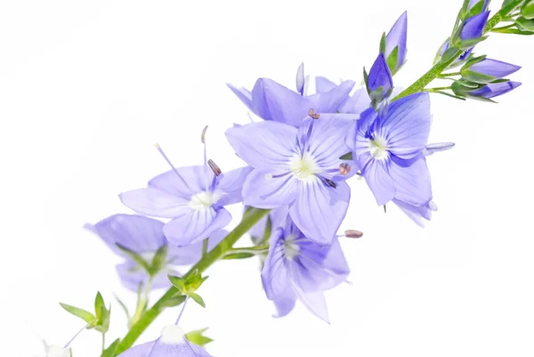 Krásná květina proti Bílému pozadí — Stock fotografie