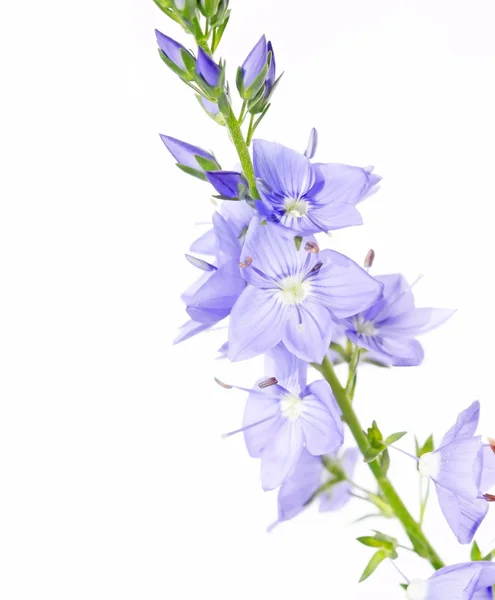 Beyaz arka plan güzel bir çiçek — Stok fotoğraf