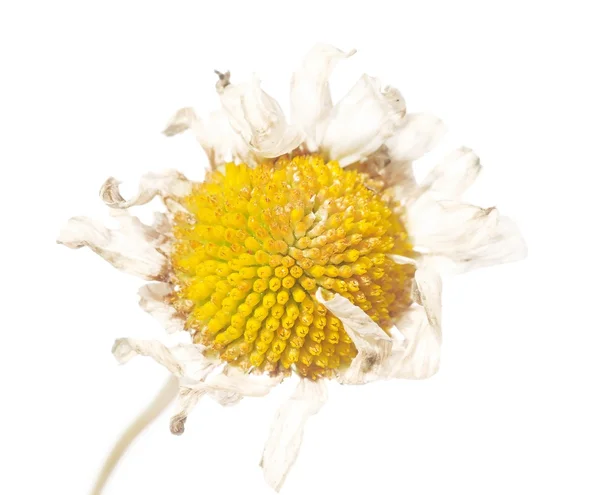 흰색 바탕에 아름 다운 꽃 — 스톡 사진