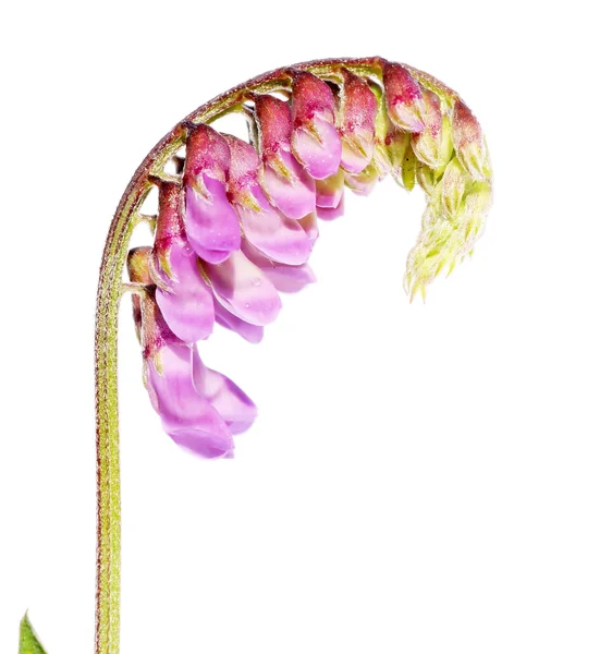 Beautiful flower against white background — Stock Photo, Image