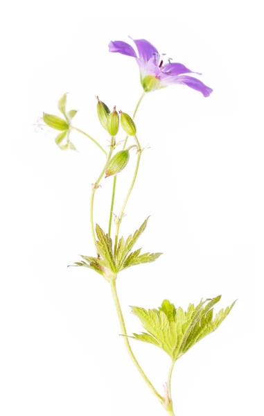 Schöne Blume vor weißem Hintergrund — Stockfoto