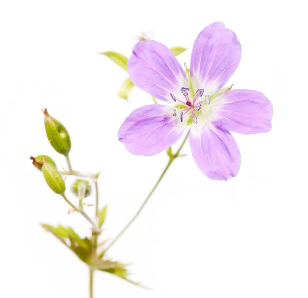 Schöne florale Hintergrund und Design-Element — Stockfoto