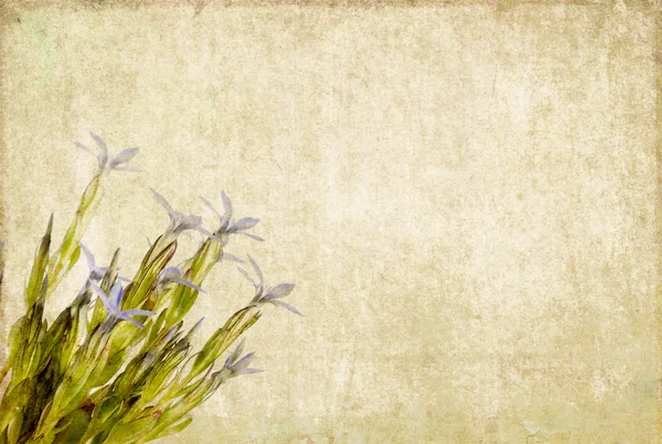 Квіткове зображення тла з цікавою текстурою — стокове фото