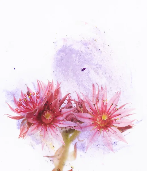 सुंदर फुलांचा पार्श्वभूमी आणि डिझाइन घटक — स्टॉक फोटो, इमेज