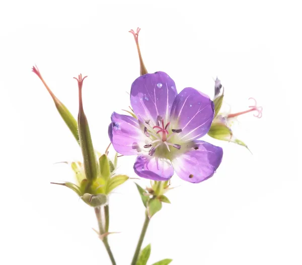 Precioso fondo floral y elemento de diseño — Foto de Stock