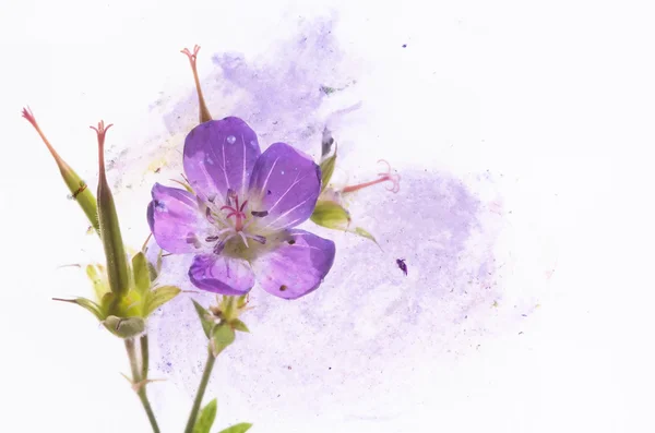 Schöne florale Hintergrund und Design-Element — Stockfoto