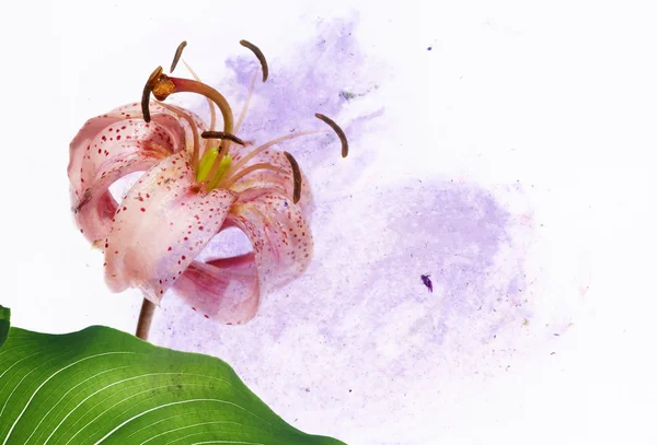 सुंदर फुलांचा पार्श्वभूमी आणि डिझाइन घटक — स्टॉक फोटो, इमेज