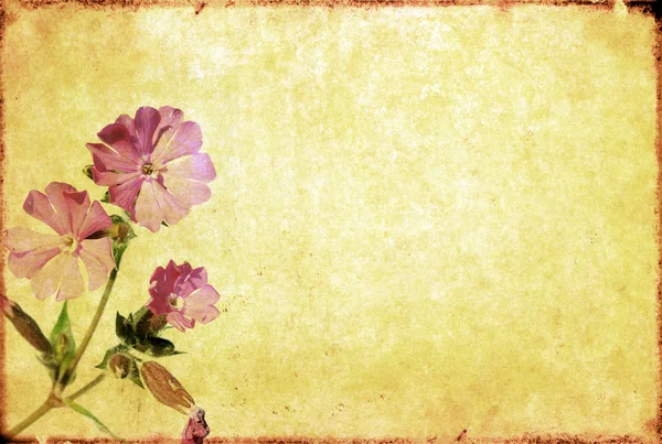 Όμορφη floral φόντο και σχεδιασμός στοιχείο — Φωτογραφία Αρχείου