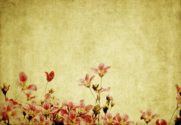 Mooie bloemen achtergrond en ontwerp element — Stok fotoğraf