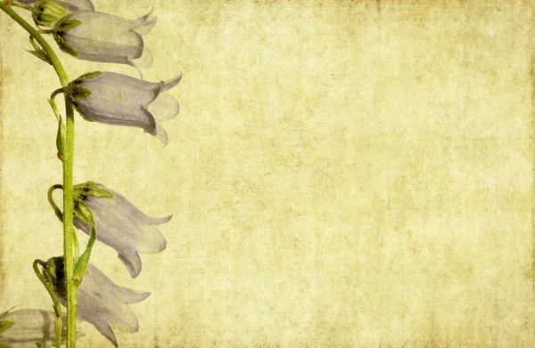 Obraz tła kwiatów o ciekawej strukturze — Zdjęcie stockowe