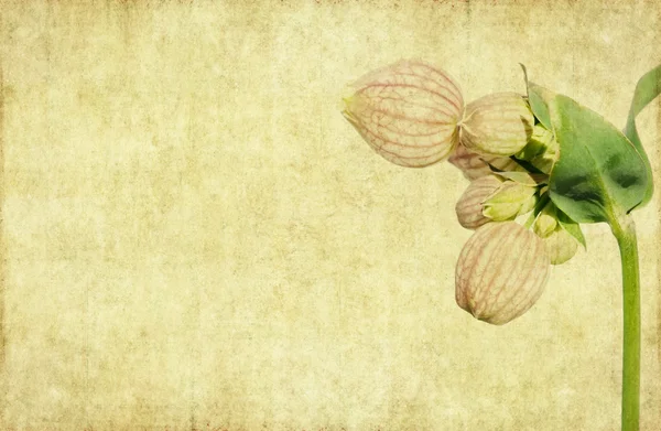 Květinové pozadí obrázek s zajímavou texturou — Stock fotografie