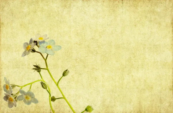 Härliga blommiga bakgrunds- och element — Stockfoto