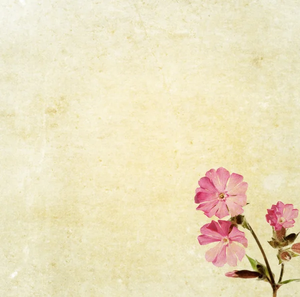 Lovely floral background and design element Stock Picture