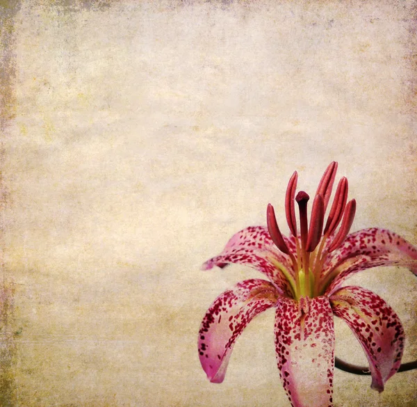 Maanläheinen taustakuva kukka elementtejä — kuvapankkivalokuva