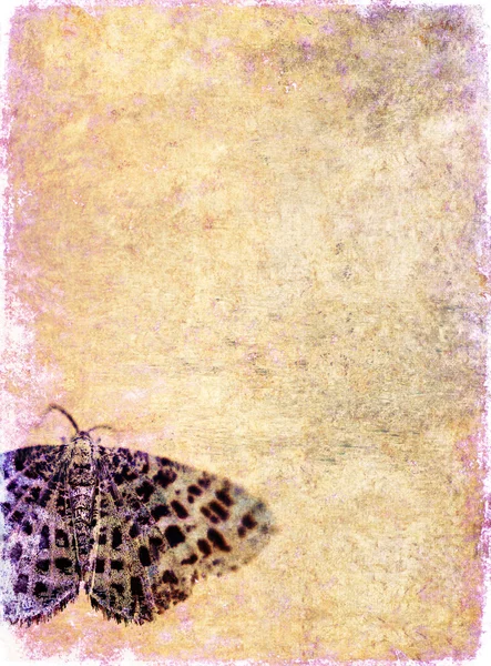 Imagem de fundo encantadora com close-up de uma borboleta. elemento de design útil . — Fotografia de Stock