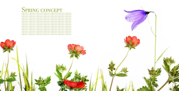 Весняна концепція. флора на білому фоні . — стокове фото