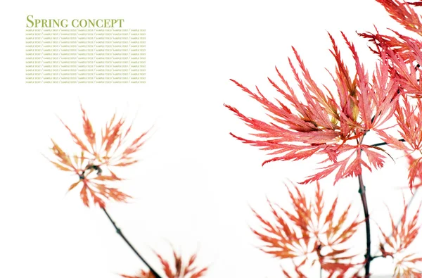 Rote Blätter vor weißem Hintergrund — Stockfoto
