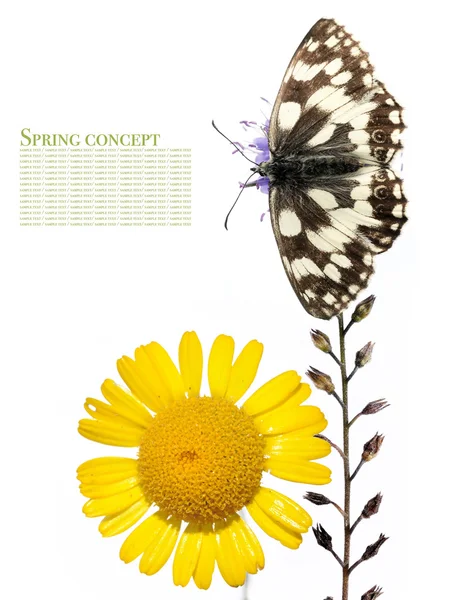 Lovely spring flora against white background — Stock Photo, Image