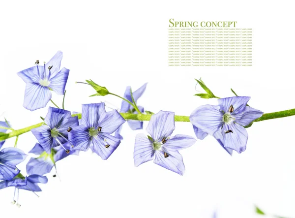 Krásné modré květy bílé pozadí — Stock fotografie