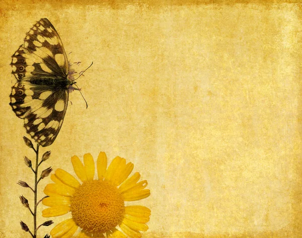 花の要素と蝶と素敵な背景イメージです。非常に便利なデザイン要素. — ストック写真