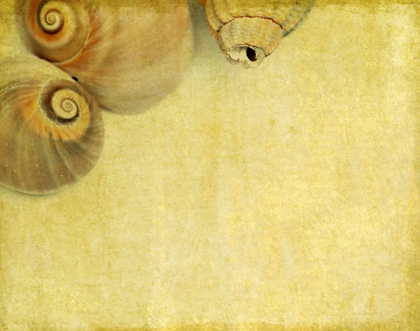 Zárja be a tengeri kagyló fel szép háttérképet. hasznos design elem. — Stock Fotó