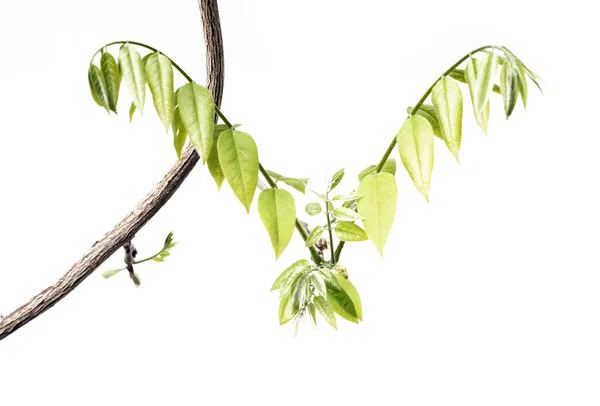 Jeunes feuilles vertes sur fond blanc — Photo