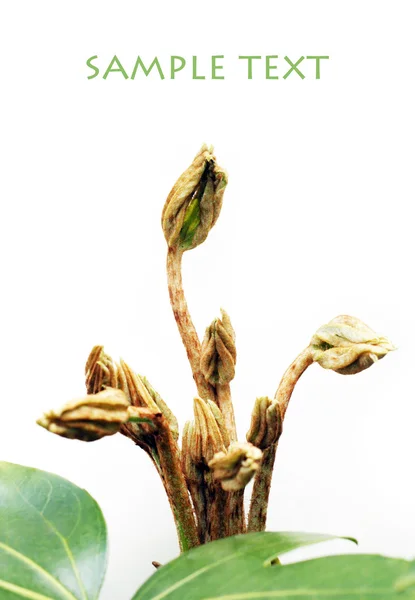 stock image Young green leaves against white background