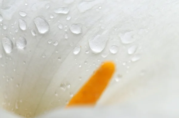 Lovely abstract image of water drops on a calla lily — Stock Photo, Image