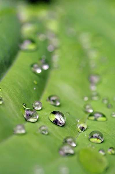 Gotas de agua sobre una hoja verde —  Fotos de Stock