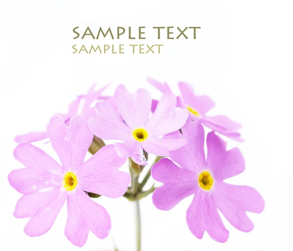 Gyönyörű rózsaszín virágok fehér háttér — Stock Fotó