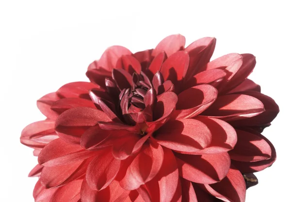 stock image Close-up of a lovely red flower against white background