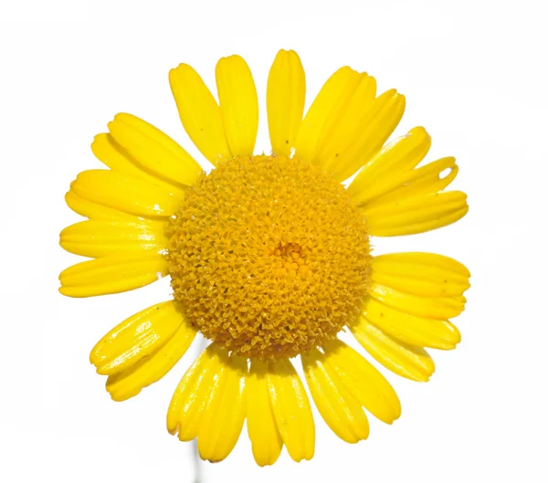 Beautiful yellow flower against white background — Stock Photo, Image