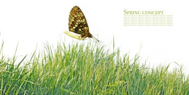 Beyaz arka plan bahar ve kelebek flora