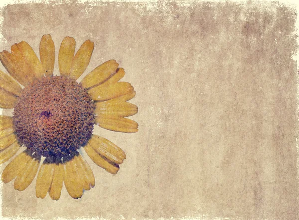 素朴な花の背景画像 — ストック写真