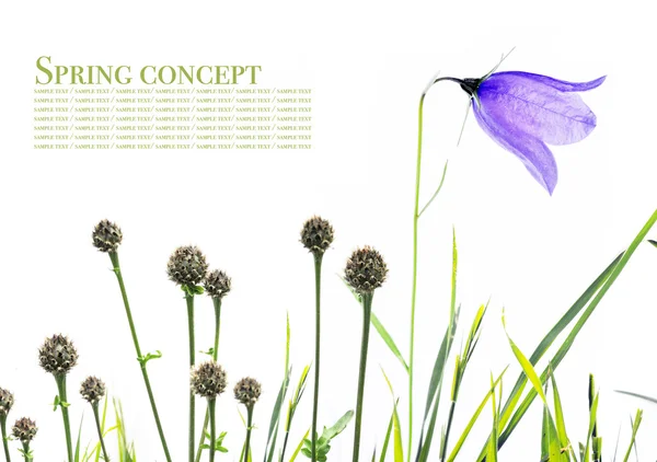 Härliga våren flora mot vit bakgrund — Stockfoto