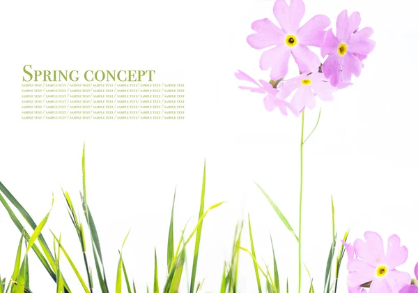 Schöne Frühlingsflora vor weißem Hintergrund — Stockfoto
