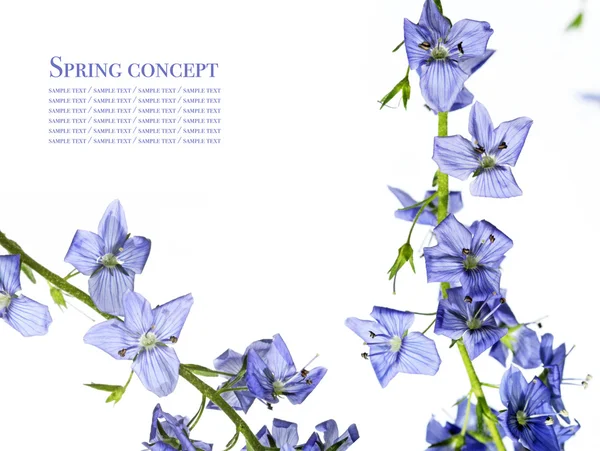 Härliga våren flora mot vit bakgrund — Stockfoto