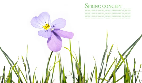 白い背景に対して素敵な春の植物 — ストック写真