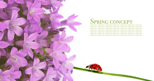 Preciosa flora de primavera sobre fondo blanco —  Fotos de Stock