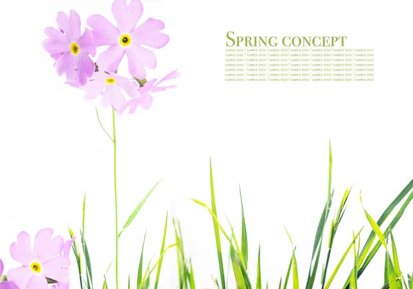 Schöne Frühlingsflora vor weißem Hintergrund — Stockfoto